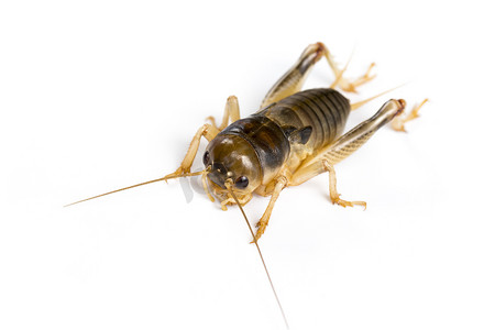 昆虫百科摄影照片_白色背景上的蟋蟀图像。，昆虫。