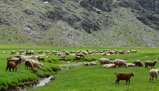 春季小型畜牧业