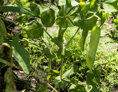土壤阳光摄影照片_绿豌豆植物，幼豆荚生长在花园里，阳光，背景模糊