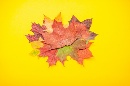 在明亮的黄色背景上布置红色和橙色的秋天枫叶和花园苹果。