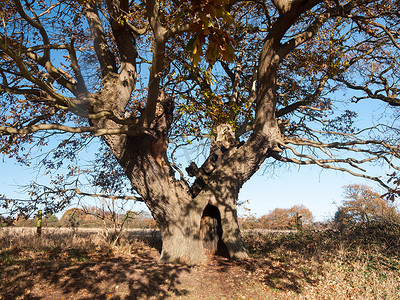 云洞摄影照片_有趣的秋天橡树，树干底部有洞