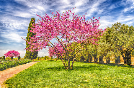 樱桃树盛开摄影照片_有开花的樱桃树、柏树和橄榄的美丽的庭院