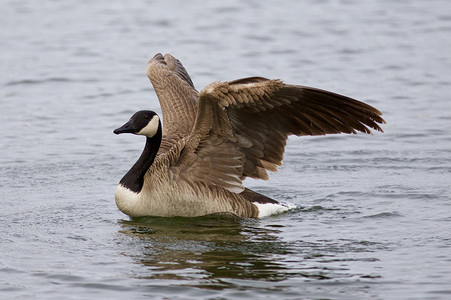 游泳画面摄影照片_与加拿大鹅在湖中的美丽画面