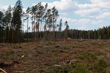 砍伐森林