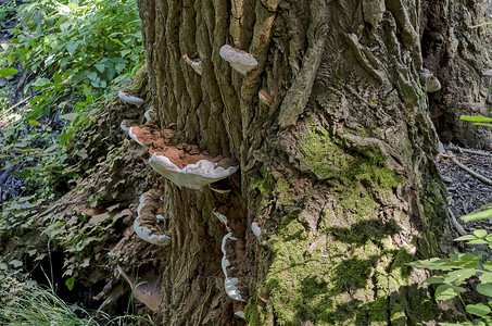 新鲜木耳摄影照片_森林里有清漆新鲜木耳的老树