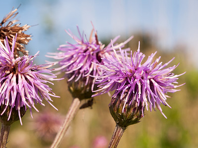 粉红色的水飞蓟花头特写 Silybum marianum