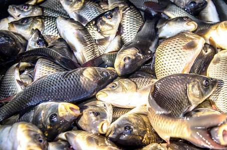 环境污染鱼摄影照片_桶中养鱼场的鲤鱼幼鱼被运输到水库中