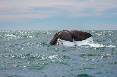 鲸鱼尾巴摄影照片_新西兰凯库拉观鲸
