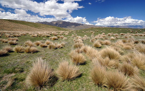 新西兰特帕科湖上的荒野草