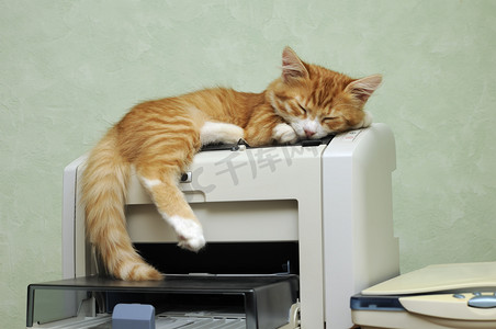 睡在打印机上的小猫