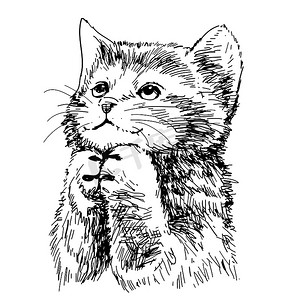可爱猫手绘摄影照片_可爱的小猫手绘矢量图