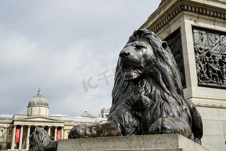 伦敦 - 特拉法加广场的狮子雕像