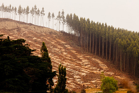 广袤的森林摄影照片_用于木材采伐的广袤砍伐桉树林