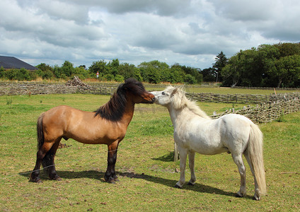 两匹马在绿草地接吻