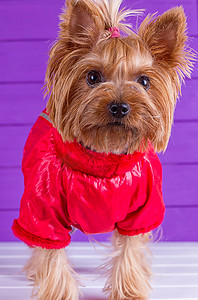 一只身穿红色工作服的约克夏犬