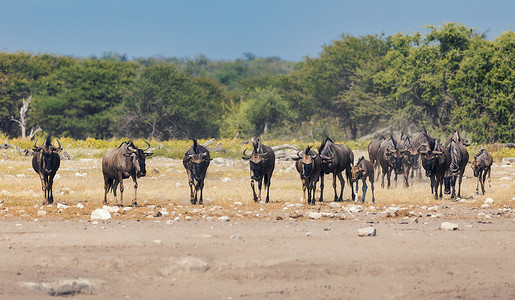 蓝色牛羚 Gnu，纳米比亚非洲野生动物 safari