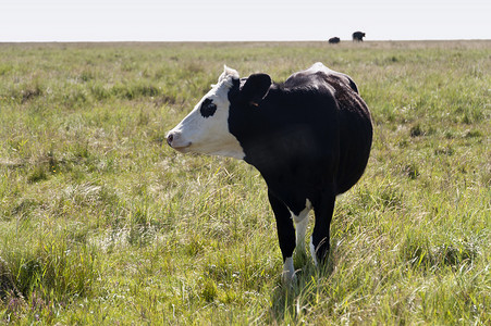 牛牧场摄影照片_德国圣彼得奥尔丁的奶牛