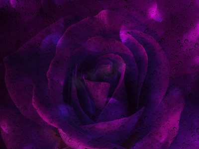 紫色浪漫梦幻背景摄影照片_玻璃镜板上带水滴的浪漫紫玫瑰