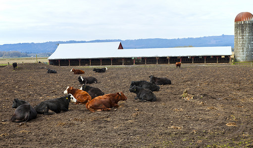 “正在休息的奶牛，俄勒冈州苏维岛。”