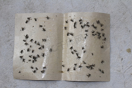 苍蝇被黏糊糊的苍蝇纸陷阱捕获
