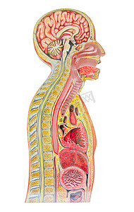 肠道背景摄影照片_孤立在白色背景下的人体解剖模型