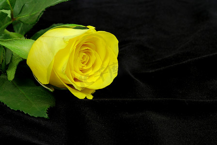 黑底黄玫瑰