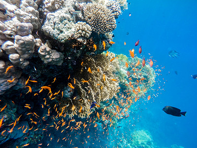 埃及红海珊瑚花园中的鱼群