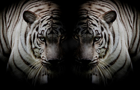 黑白双胞胎美丽的老虎面对面隔离在 bla