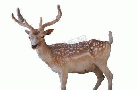 野生动物圣诞动物肖像一只可爱的点状鹿与鹿角隔离在白色背景