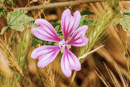 麦中花