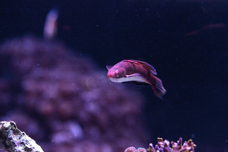 红缘濑鱼 Cirrhilabrus rubrimarginatus