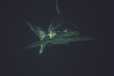 rerocious，深蓝色水中的大鲨鱼水下照片。
