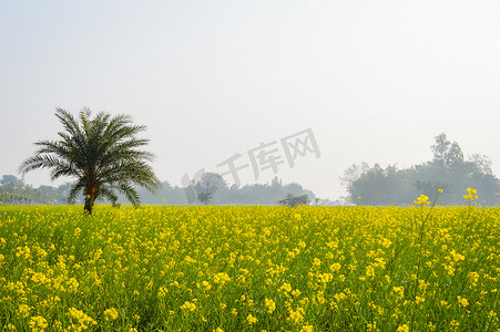 叶师傅摄影照片_油菜花在盛开的农田户外摄影。