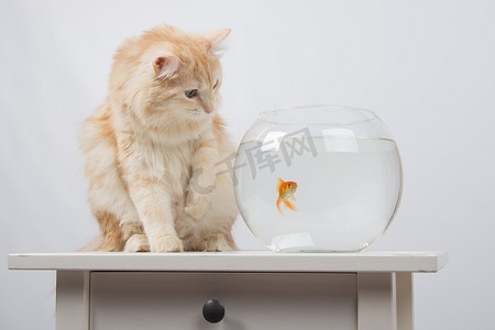 猫想养一只脚金鱼