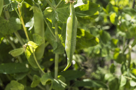 绿豌豆植物，幼豆荚生长在花园里，阳光，背景模糊