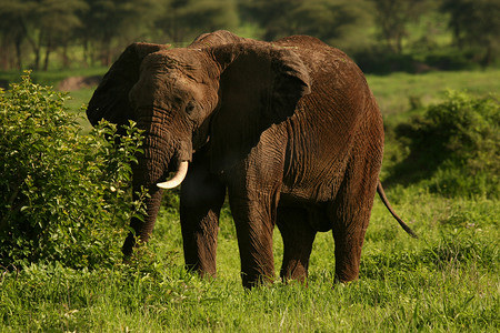 非洲博茨瓦纳大草原上的野生大象 (Elephantidae)