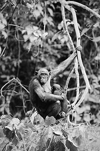 倭黑猩猩与幼崽