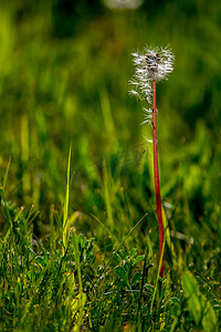 掉光了的蒲公英摄影照片_在绿草的白色蒲公英花。