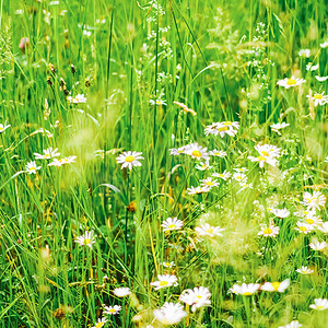 地球背景摄影照片_夏季雏菊田、绿草开花、洋甘菊草甸作为春季自然和花卉背景、植物园和生态环境