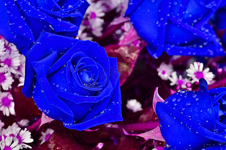 美丽的蓝玫瑰的特写视图