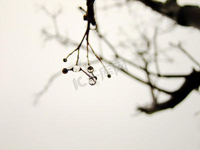 阴天下雨雨滴摄影照片_树上的雨滴特写