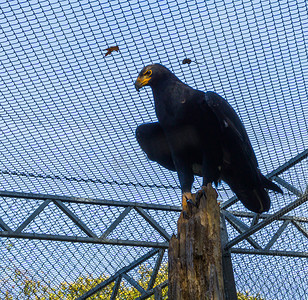 坐在树干上的黑verreax老鹰，一种来自非洲的热带猛禽