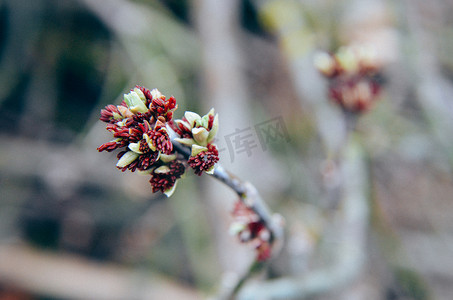 Acer negundo Box elder，boxelder 枫树，早春开花的灰叶枫树花