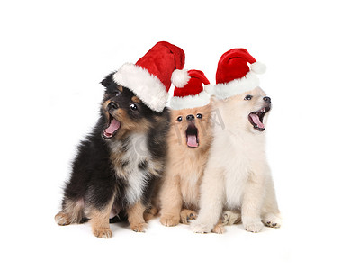 圣诞小狗戴着圣诞老人的帽子唱歌