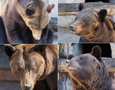 俄罗斯棕熊摄影照片_大自然中的棕熊肖像