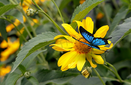 美丽的蝴蝶坐在一朵黄色的花黄金菊上。