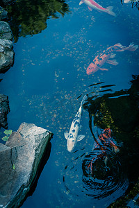 美国得克萨斯州达拉斯附近的水上花园，有景观岩石和五颜六色的锦鲤游泳