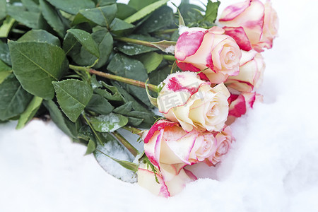 雪地玫瑰摄影照片_一束美丽的玫瑰在雪地里。