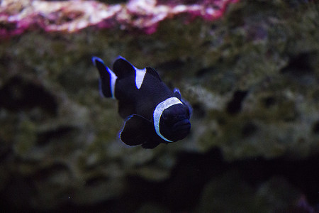 水族馆里自负的鱼，鱼的特写肖像。