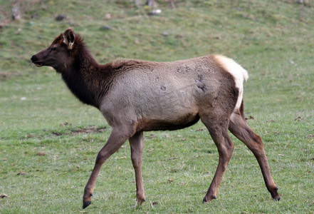 野生动物园摄影照片_“麋鹿。照片摄于华盛顿州西北迷航野生动物园。”